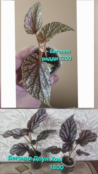 Цветы домашние разные