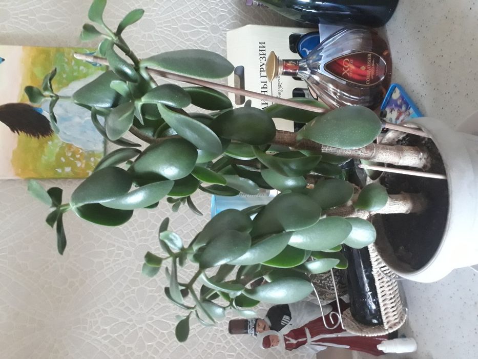 Денежное дерево,толстянка