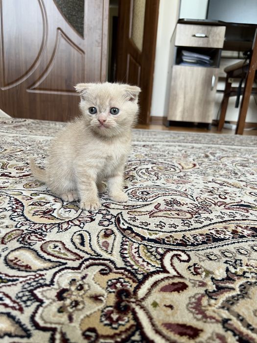 Скотиш фолд