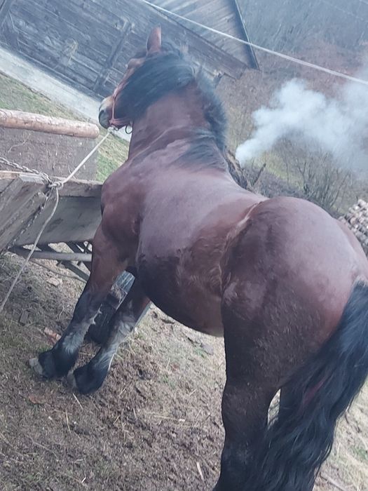 Cal de vînzare urgent