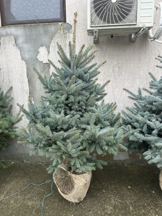 Copaci / Mesteacan / Brazii / Plante gradina