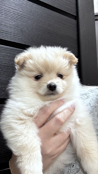 Немецкий щенок шпица