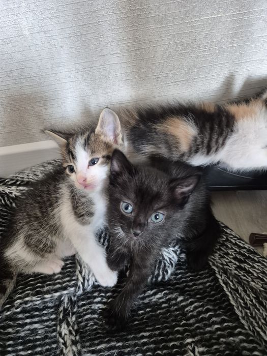 Отдам милых котят