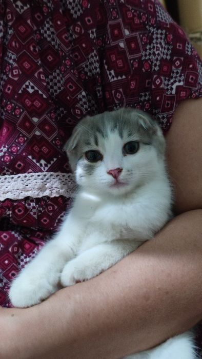 Котенок 2.5 месяца, смесь, девочка, очень умная