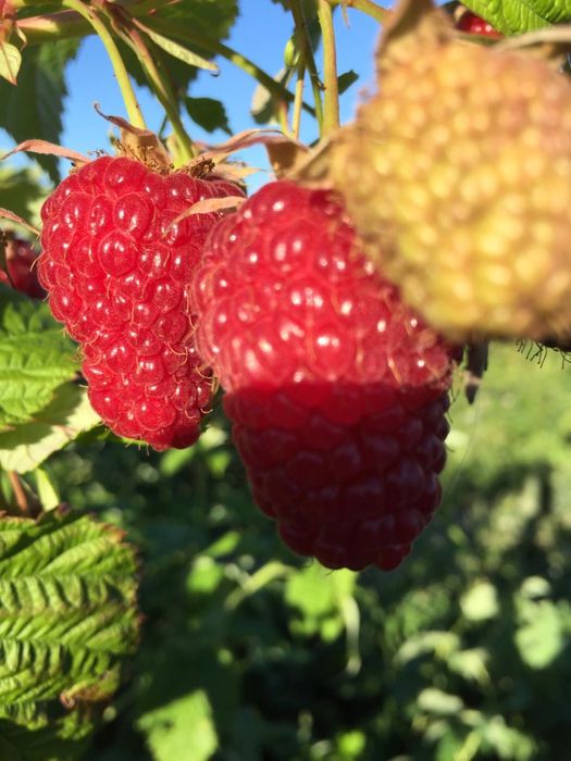 Продам саженцы разных видов