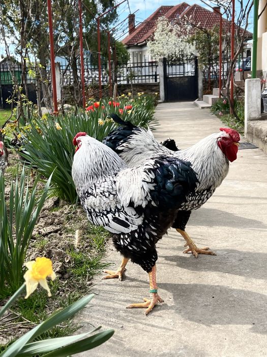 Cocosi Wyandotte GSG argintiu rosu negru albastru auriu