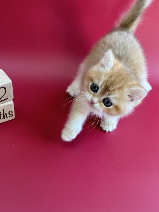 Шиншилла Золотая