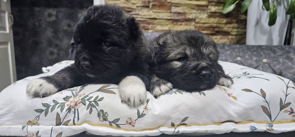 Щенки кавказской овчарки