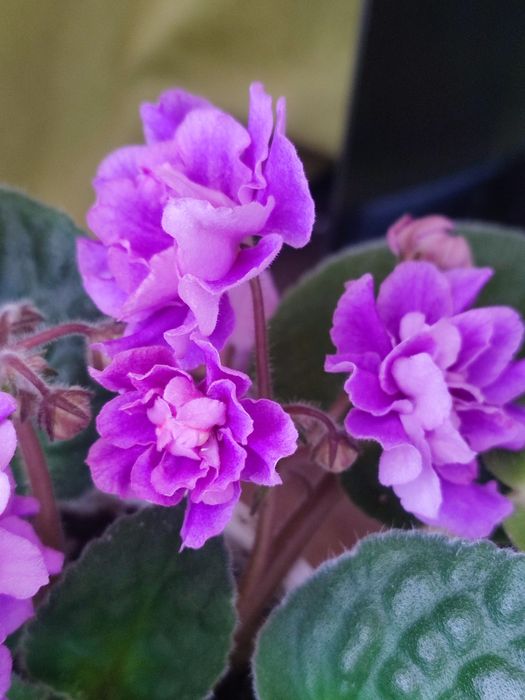 Махровая фиалка.