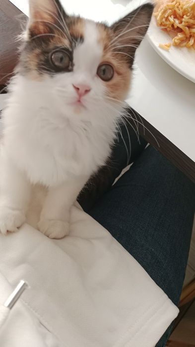 Котёнок в добрые руки