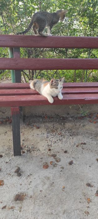 Котята маленькие домашние