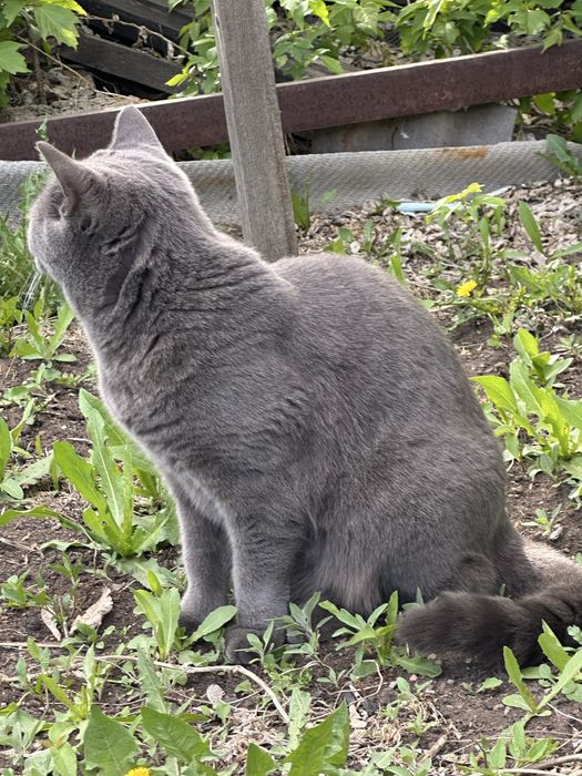 Кот свитщот шотладцкий