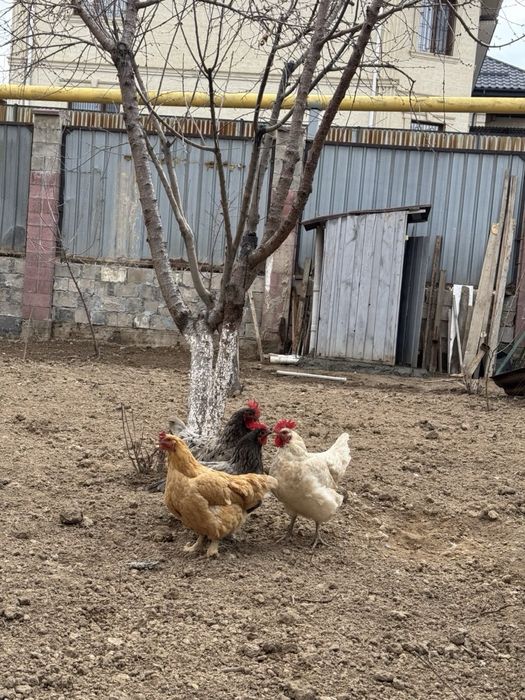 Продаются куры несушки с петухом