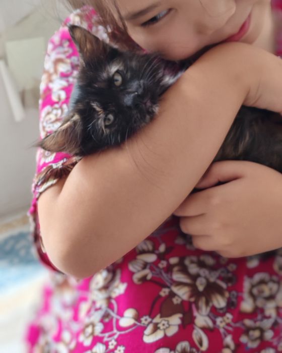 Мысық тегін берем