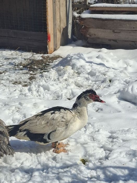 Продам селезьня.