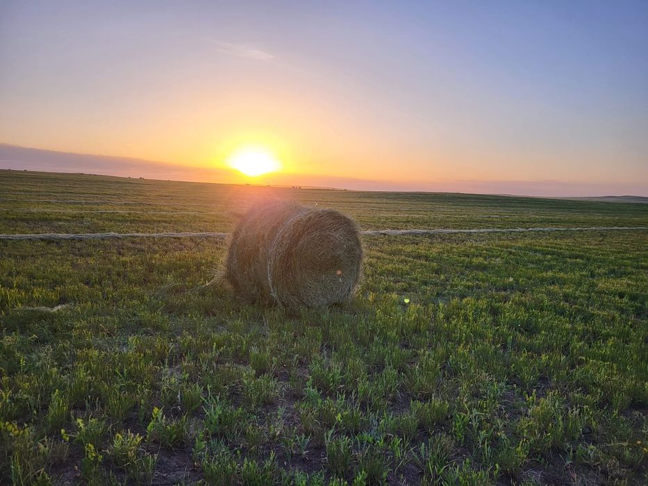 Сено житняк в  рулонах