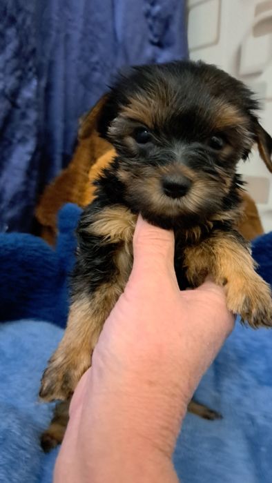 Продаю клубных щенков йорков