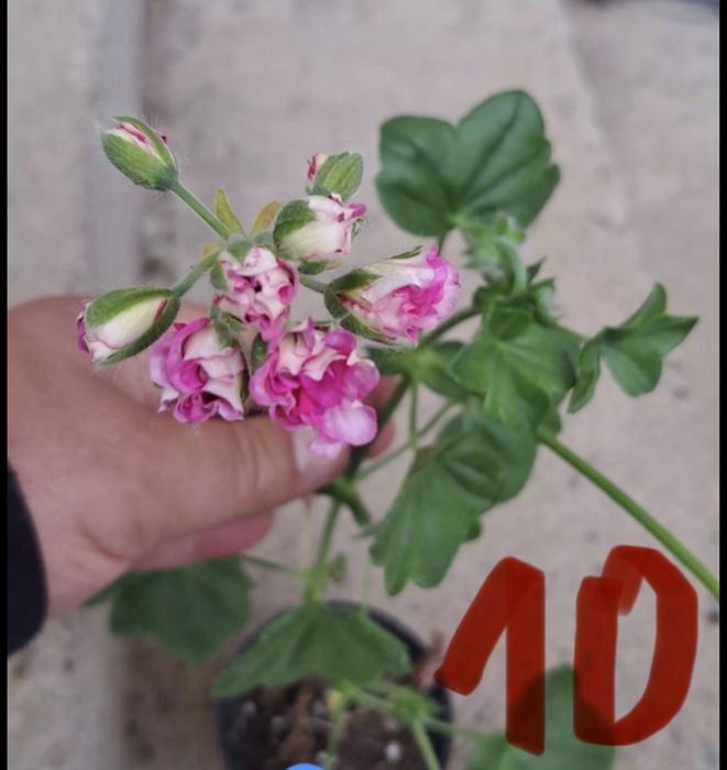 Сакъзче / каскадни мушката – висящи цветя балкон розов червен бял сакъз