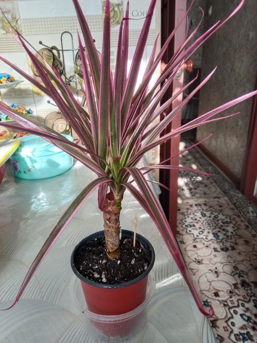 Пальма драцена продам