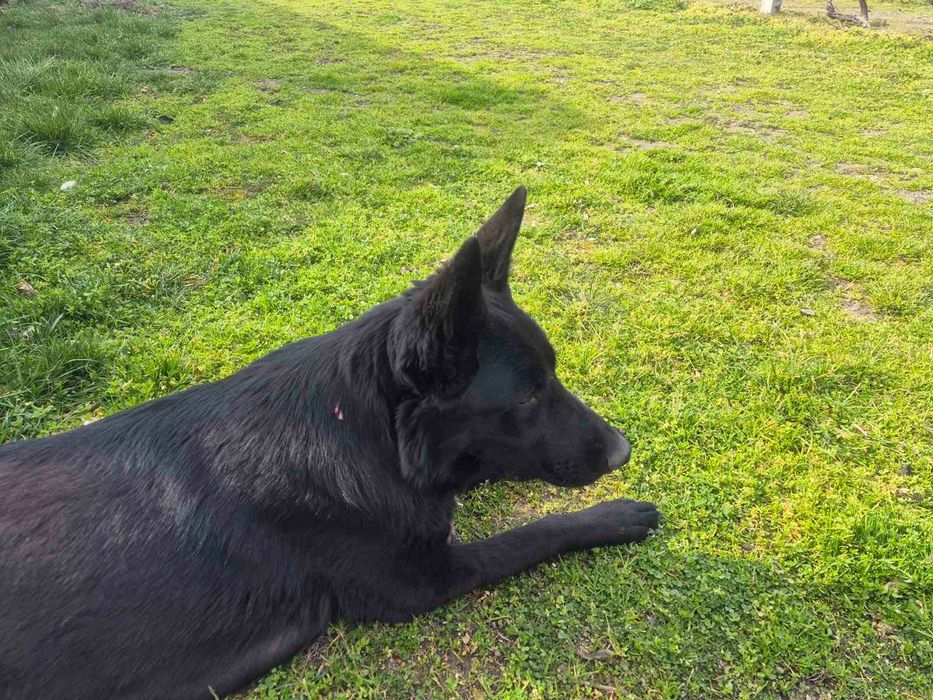 Немска овчарка черна мъжки