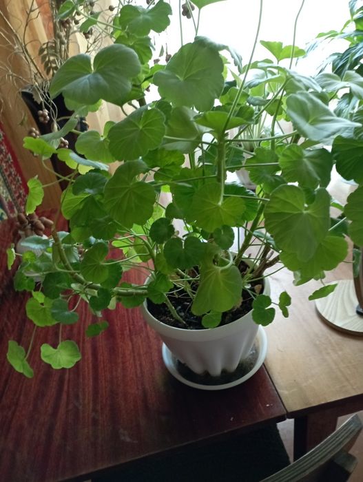 Продам комнатные цветы