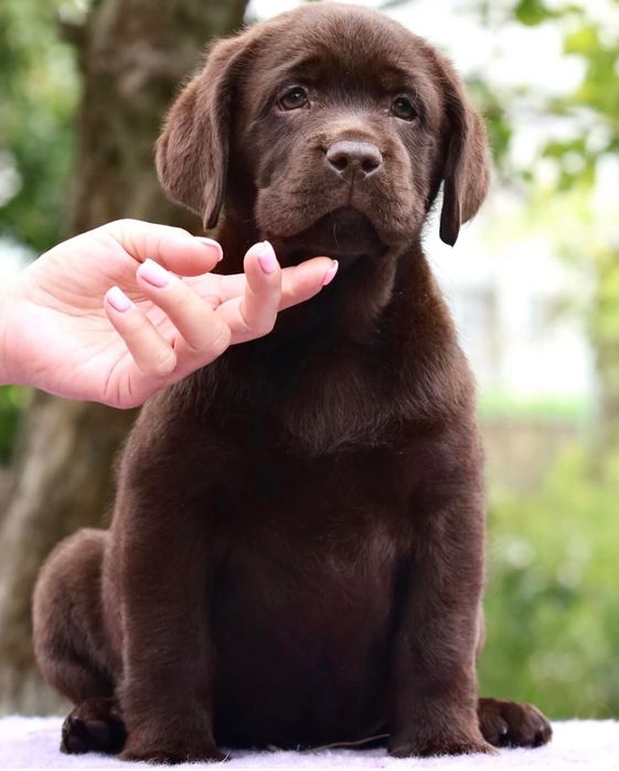 Щенки Лабрадора-Ретривера