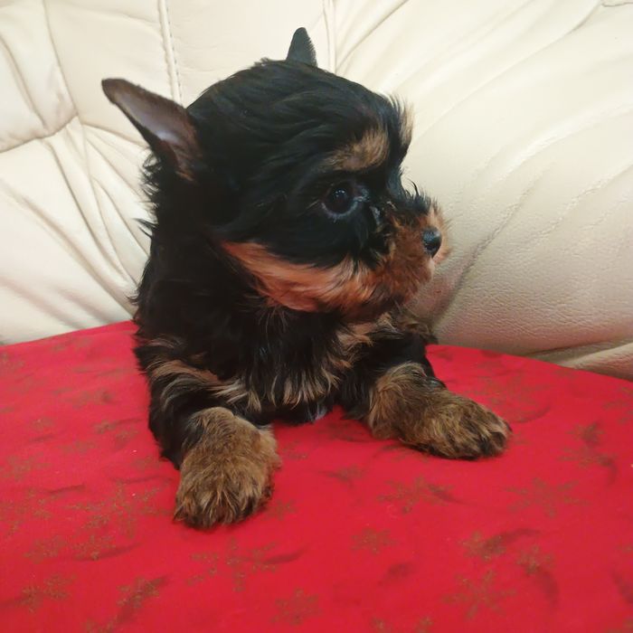 Cățeluși Yorkshire Terrier Toy
