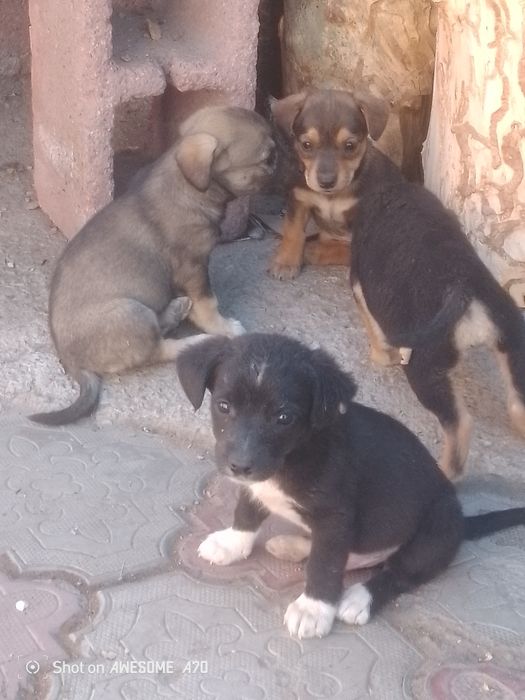 Щенята звонки от хороших собачек