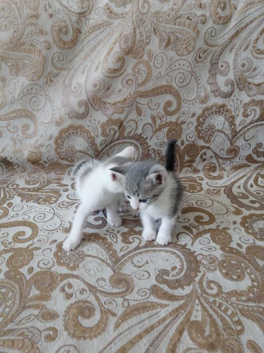 Отдадим котят в добрые руки