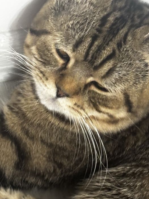 Вязка бесплатно двум котам