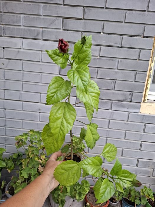 Продам отростки Гибискуса!
