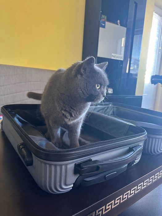 Котка - Британска късокосместа