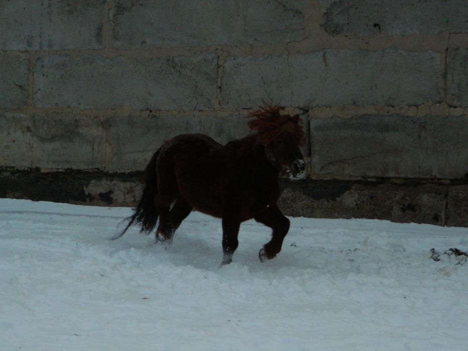 Пони нарядный жеребец