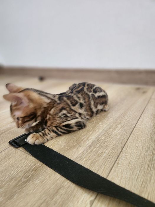 Бенгальский Bengal leopard mushukcha