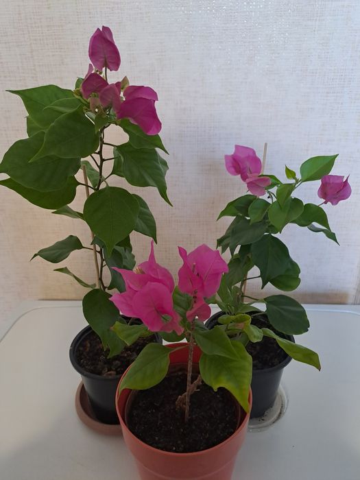 Продам Комнатные цветы