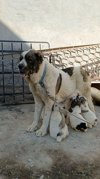 Urgochi alabay sotiladi bir tuggan