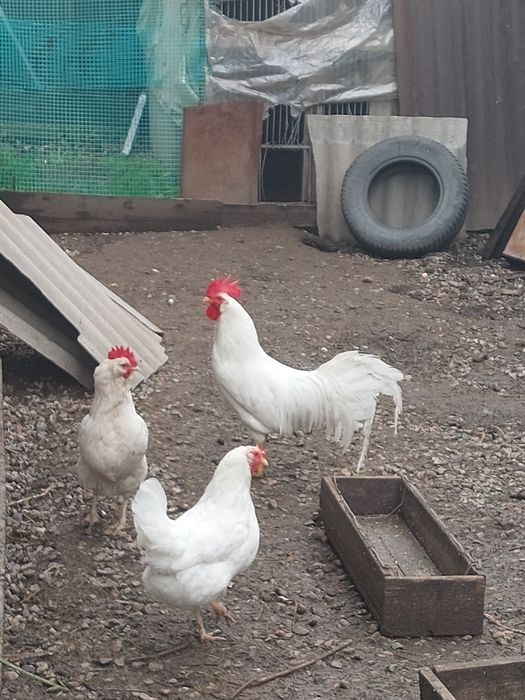 Инкубационное яйцо несушки!