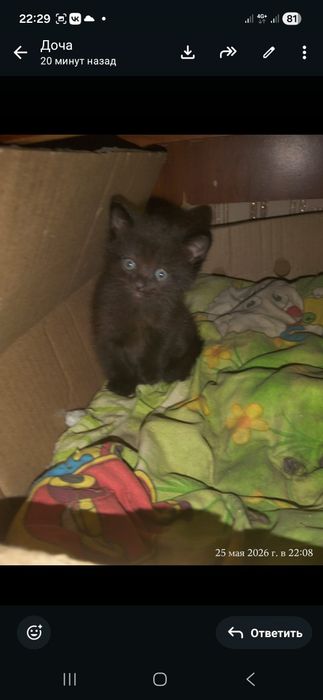 Котики в хорошие руки