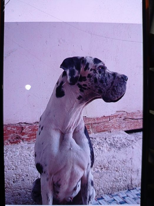 Каралевский дог сотилади