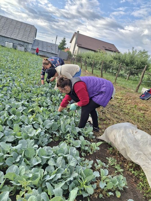 Vând varza de Buzău – Numai  bună de pus la butoiI!