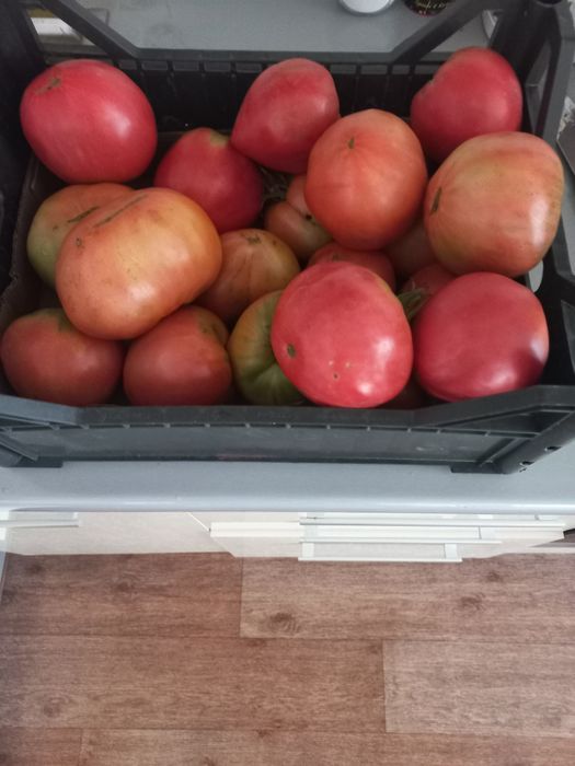 Продаю помидоры, бычье сердце, крупные, мясистые,