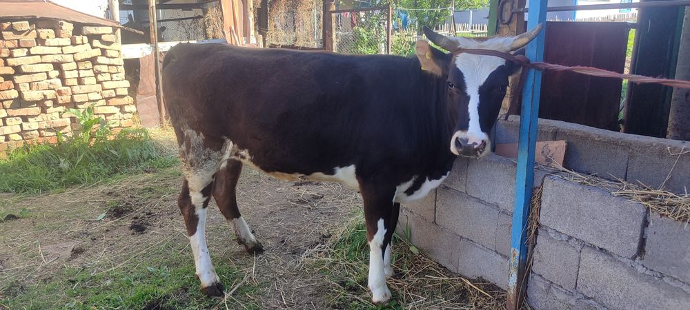 сатылады таналар