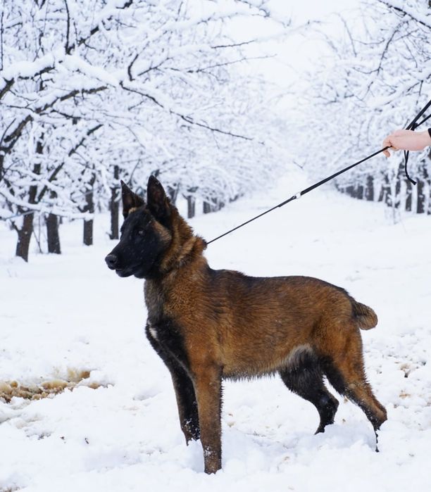 Кученца Белгийска Овчарка Малиноа
