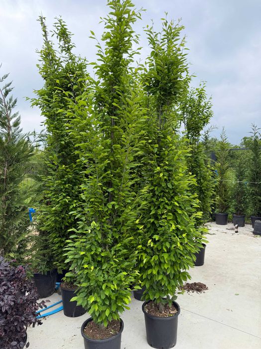 Tei, mesteacăn, platan, stejar și carpen – arbori 2–4,5 m | NordGarden