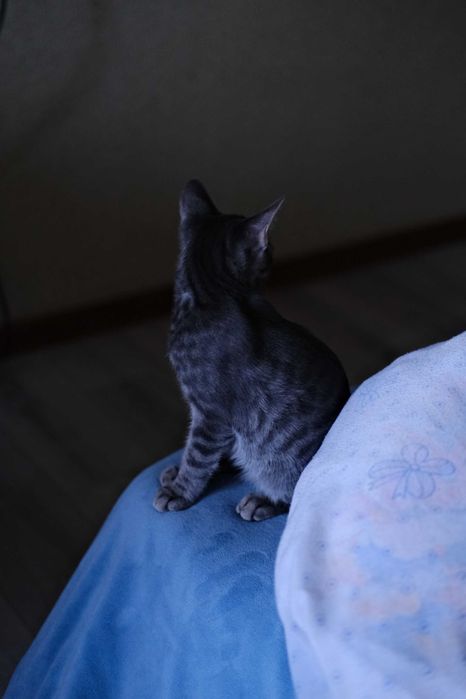 котенок в добрые руки
