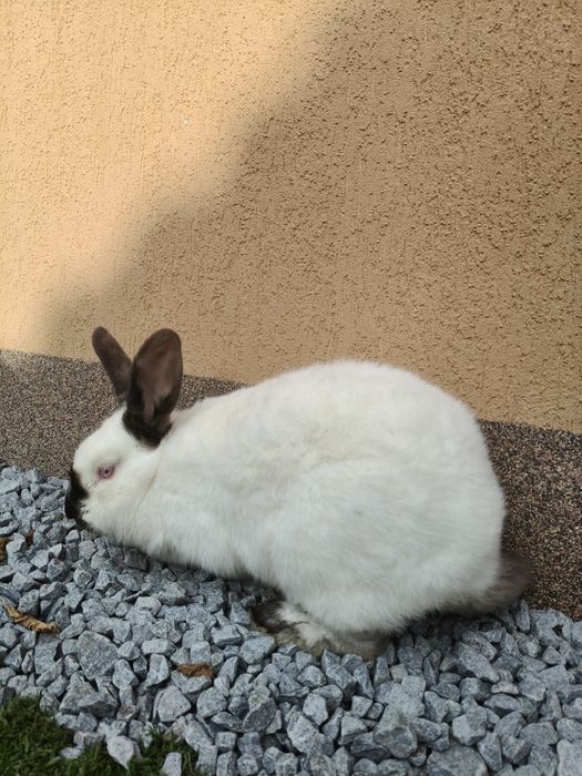 De vânare iepuroaică Californian!