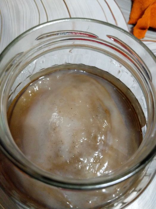 Чайный гриб комбуча