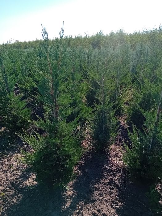 Chiparos leylandi direct producător