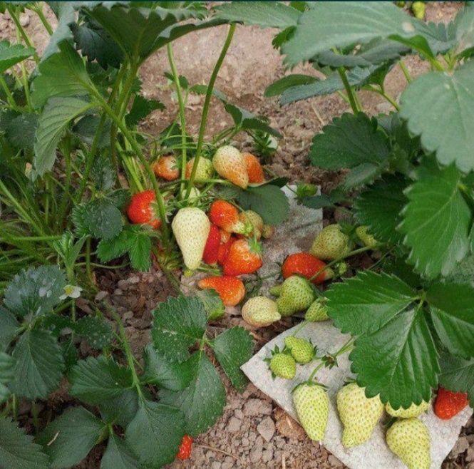 Qulupnay kõchatni zõri