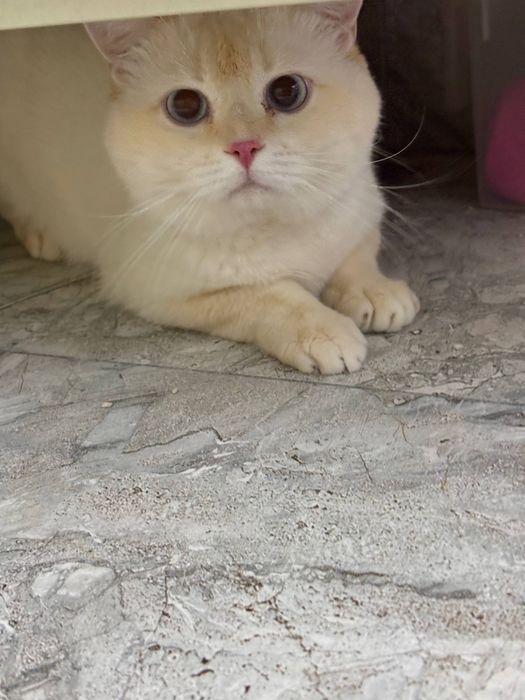 British shorthair tozza parodali mushuk